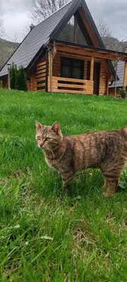 a cat standing in the grass in front of a cabin at Sicevacka Bajka in Niš
