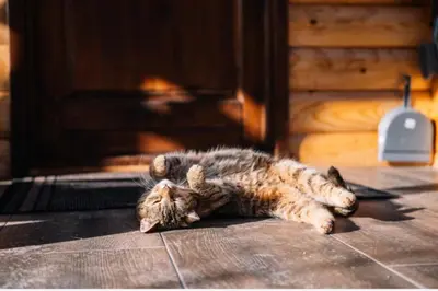 a cat laying on its back on the floor at Sicevacka Bajka in Niš