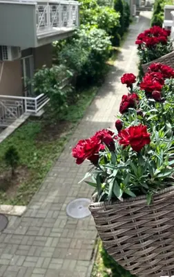a basket of red flowers on a brick sidewalk at Apartment, Vrnjacka-Banja, Raj in Vrnjačka Banja