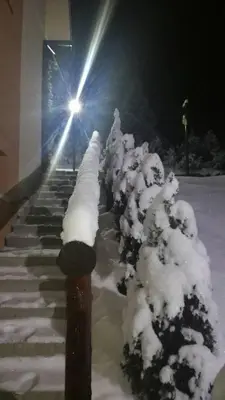 a row of bushes covered in snow at night at Apartments Villa Stars in Kopaonik