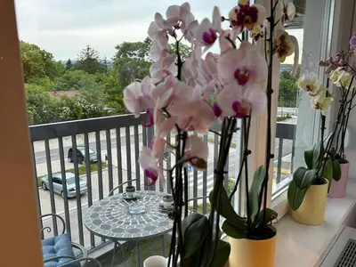 a table with flowers in vases on a balcony at Violet deluxe in Niš