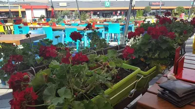 a garden with red flowers and tables and chairs at Jagodina Wing Apartman 2 in Jagodina