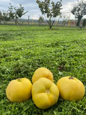 four yellow apples laying on the grass in a field at s t d -PARADISO- in Vranje