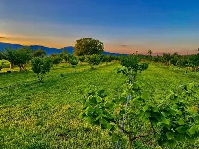 a field of green grass with a tree in the foreground at s t d -PARADISO- in Vranje