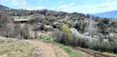 a dirt road in the middle of a forest at Magarija 1 in Dimitrovgrad