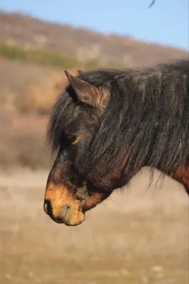 a close up of a black and brown horse at Magarija 1 in Dimitrovgrad