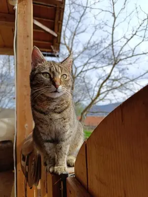 a cat sitting on top of a wooden fence at Magarija 1 in Dimitrovgrad