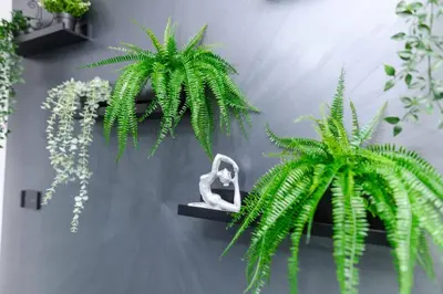 a shelf with two green plants on a wall at SPA apartman Tomin adults only in Soko Banja