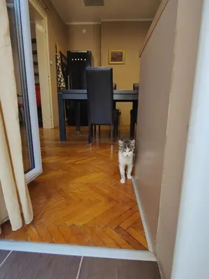 a cat standing in front of a dining room table at 