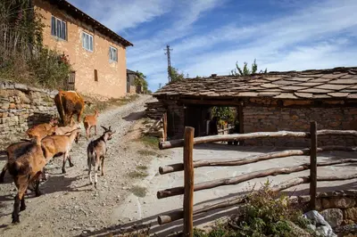 a group of animals walking down a dirt road next to a building at Porodična kuća Vitina Iža in Pirot