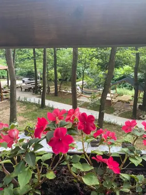 a bunch of pink flowers in a garden at Planinska vila KTM Lisine in Despotovac