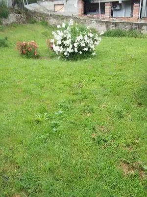 a yard with white flowers in the grass at Apartman Djordjevic in Vranje