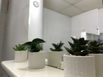 a row of potted plants sitting on a counter at Apartman Lea in Paraćin