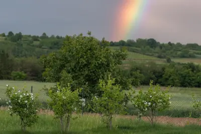 a rainbow in the middle of a field with trees at Hacienda R - kuca sa bazenom in Siokovac