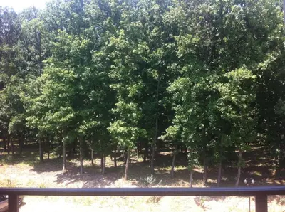 a group of trees in a park with a fence at Apartman Sanja 2 in Vrnjačka Banja