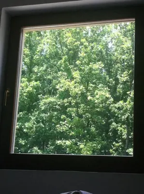 a window with a view of a large tree at Apartman Sanja 2 in Vrnjačka Banja