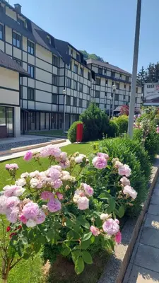 a bunch of pink roses in front of a building at Apartman 22, Brzeće Centar in Mramor