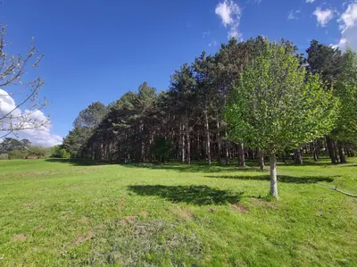 a tree in the middle of a green field at Apartman Kaoma in Soko Banja