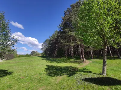 a tree in a field with green grass and trees at Apartman Kaoma in Soko Banja