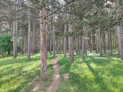 a dirt trail through a forest with trees at Apartman Kaoma in Soko Banja