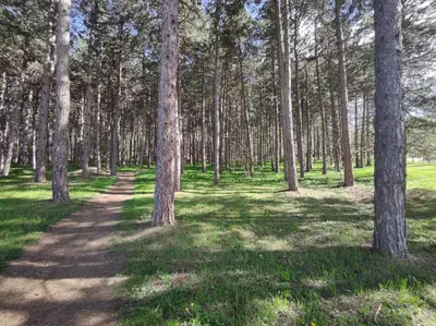a path through a pine forest with trees at Apartman Kaoma in Soko Banja