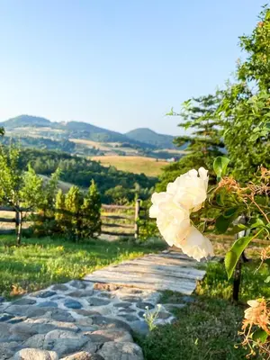 a stone walkway with a white flower on a tree at Planinska kuća Radulović in Goč