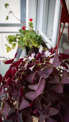 a bunch of purple flowers in front of a window at Apartman Emilija i Julija in Soko Banja