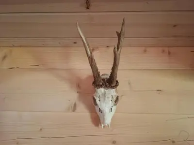 a skull of a deer on a wall at Vikendica sa bazenom Čarolija Kruševac in Kruševac