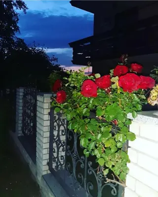 a planter with red roses on a brick wall at Vila Jevtić studio 1 in Soko Banja