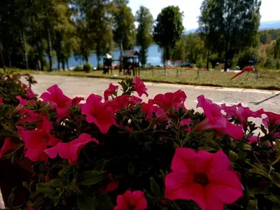 a bush of pink flowers in a park at Hotel Vlasina - Vlasinsko jezero in Lujinska Mala