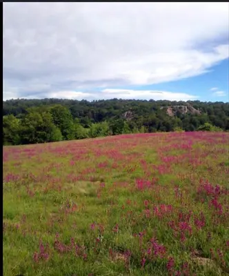 a field full of pink flowers in a field at Vila Tea Borsko Jezero in Bor