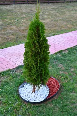 a small christmas tree in a pot on the grass at Gocki raj 2 in Goč