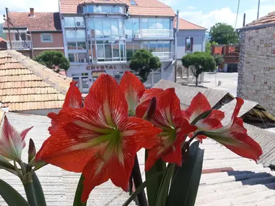 a group of red flowers in a vase at HOTEL Crystal Lights in Pirot