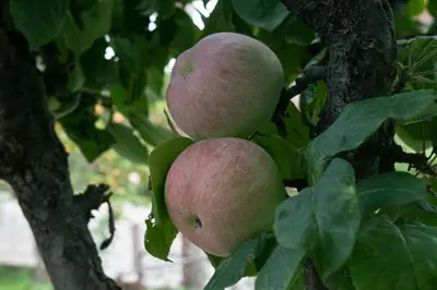 three apples hanging on a branch of a tree at Vikend Kuća Živković in Despotovac
