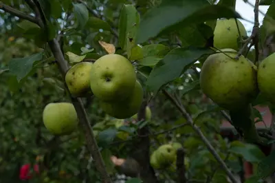 a bunch of green apples hanging from a tree at Vikend Kuća Živković in Despotovac