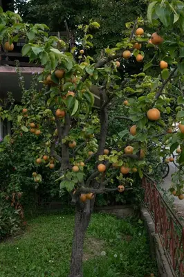 an orange tree with lots of oranges on it at Vikend Kuća Živković in Despotovac