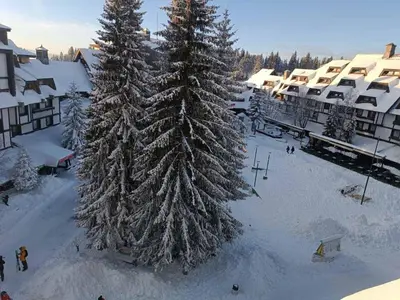 a snow covered pine tree in front of a resort at Apartmani Iva Kop Konaci in Kopaonik