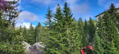 a group of trees in a forest with a house at Vila Montana, Kopaonik, Apartman Ivony in Kopaonik