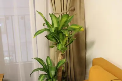a plant in a room next to a window at studio apartman Najdanović CENTAR in Vrnjačka Banja