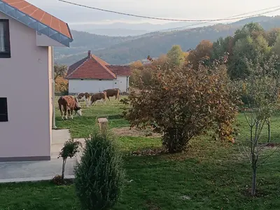 a group of cows grazing in a field next to a house at Panorama house Goč in Goč