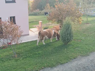 two cows standing in the grass near a bush at Panorama house Goč in Goč
