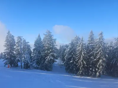 a group of trees covered in snow at Pogled Contra in Kopaonik