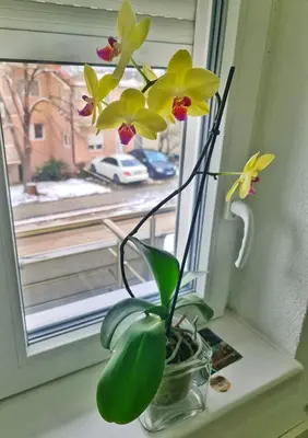 a vase with yellow flowers sitting on a window sill at Vila Aleksandra 2 Studio 5 in Soko Banja