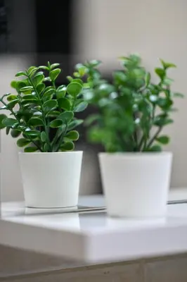 two white plants sitting on a table at Apartman Dunja in Kraljevo