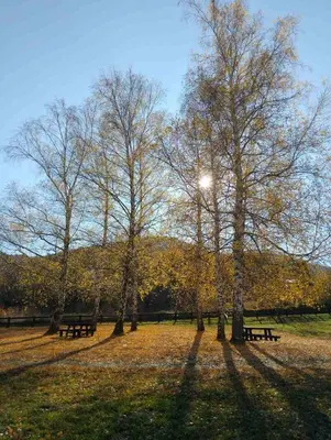 a park with benches and trees in the grass at Studio Martin 1 Sokobanja - Park Čuka 2 in Soko Banja