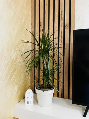 a potted plant sitting on top of a desk at GOLDEN SS Studio in Vrnjačka Banja