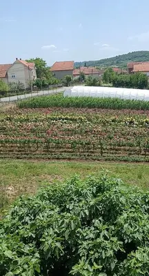 a field of plants in a field of grass at Milutovac in Trstenik