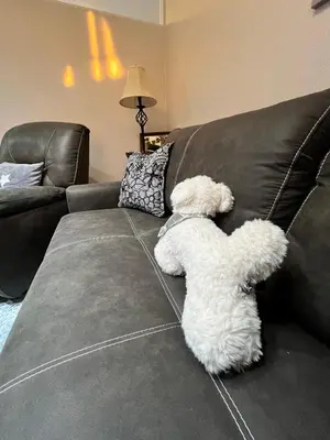 a white teddy bear laying on a couch at Apartman Zimska idila in Kopaonik