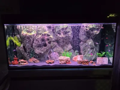 a fish tank with rocks and algae in it at Doksim Luxury Apartments 201 in Pirot