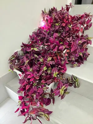 a pile of purple flowers sitting on top of a box at Doksim Luxury Apartments 201 in Pirot